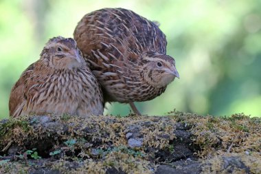 A pair of Japanese quails are foraging on a rock overgrown with moss. This bird from Java Island, Indonesia has the scientific name Coturnix coturnix japonica.