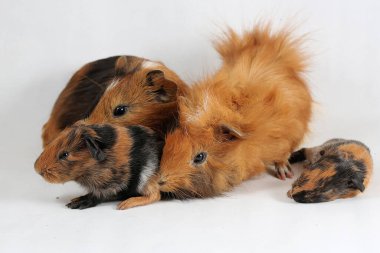 A pair of guinea pigs with their two babies resting. Selective focus on white background. This rodent mammal has the scientific name Cavia porcellus.