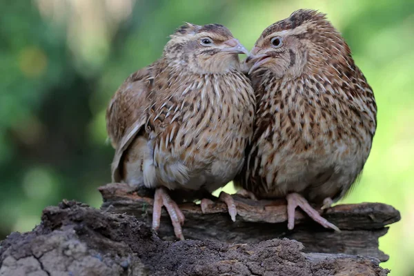 Pair Japanese Quails Perched Dry Tree Branch Bird Java Island — Stockfoto