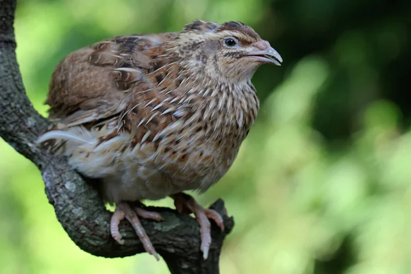 Japanese Quail Perched Dry Tree Branch Bird Java Island Indonesia — Stockfoto