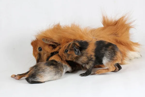 A mother guinea pig with her two babies resting. Selective focus on white background. This rodent mammal has the scientific name Cavia porcellus.