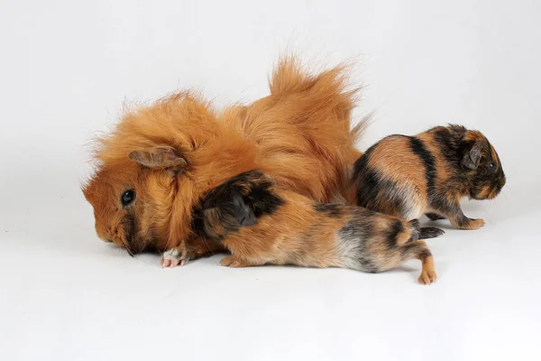 Mother Guinea Pig Her Two Babies Resting Selective Focus White — ストック写真