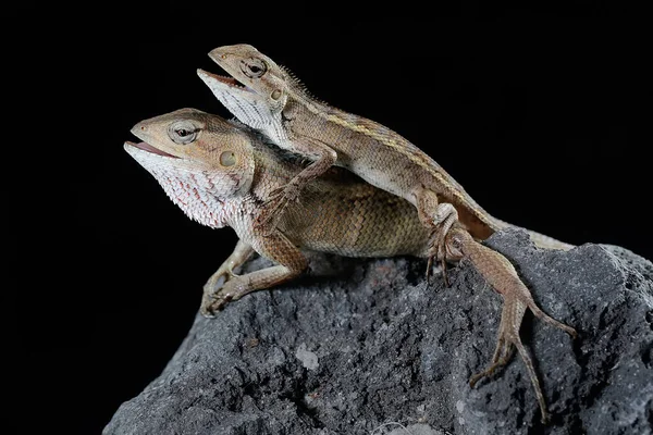Two Oriental Garden Lizards Sunbathing Reptile Has Scientific Name Calotes — Stock Photo, Image