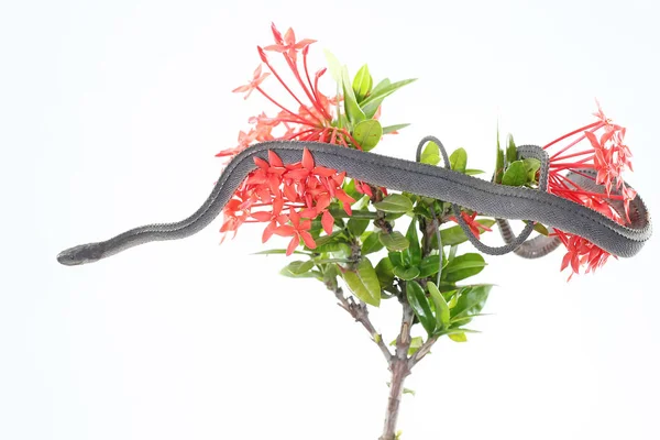 Dragon Snake Looking Prey Branch Flowering Tree Ixora Reptile Has — Stockfoto
