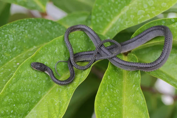 A dragon snake is looking for prey in the bushes. This reptile has the scientific name Xenodermus javanicus.