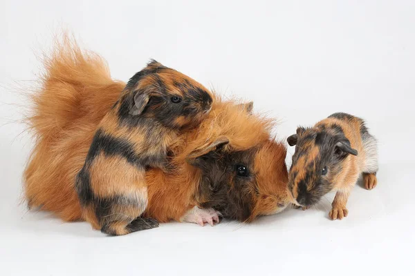 Mother Guinea Pig Her Two Babies Resting Selective Focus White — ストック写真