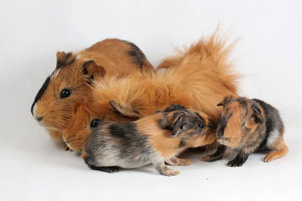 Pair Guinea Pigs Two Babies Resting Selective Focus White Background — Fotografia de Stock