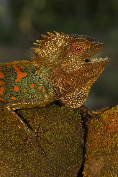 Жест Жеста Яростного Дракона Gonocephalus Chamaeleontinus Готового Атаковать Вторгающихся Территорию — стоковое фото