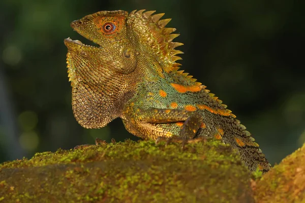Body Gesture Frest Dragon Gonocephalus Chamaeleontinus Who Ready Attack Intruding — Stock Photo, Image