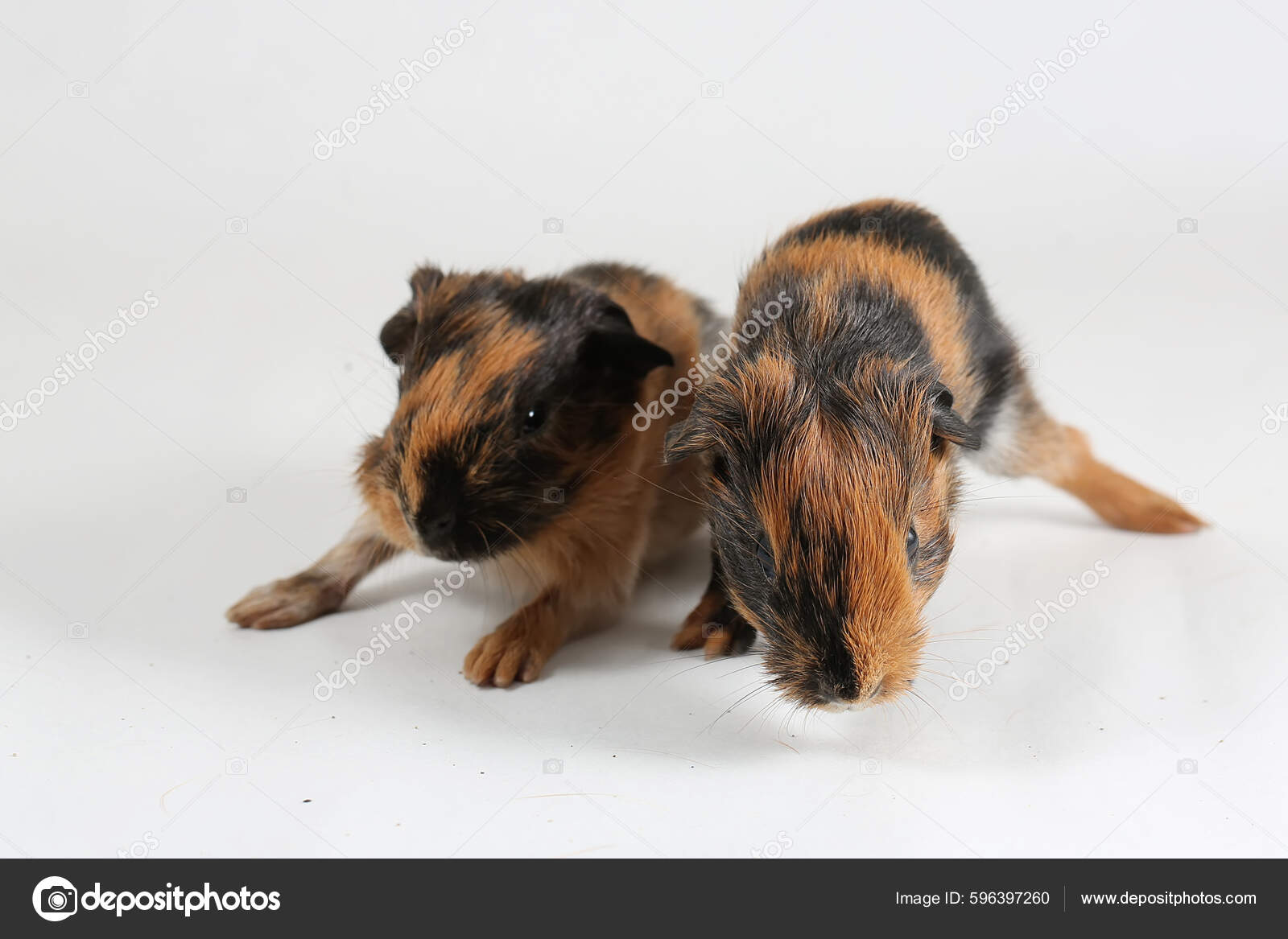 Baby Peruvian Guinea Pig Two Tone Silkie Guinea Pig (due To Be
