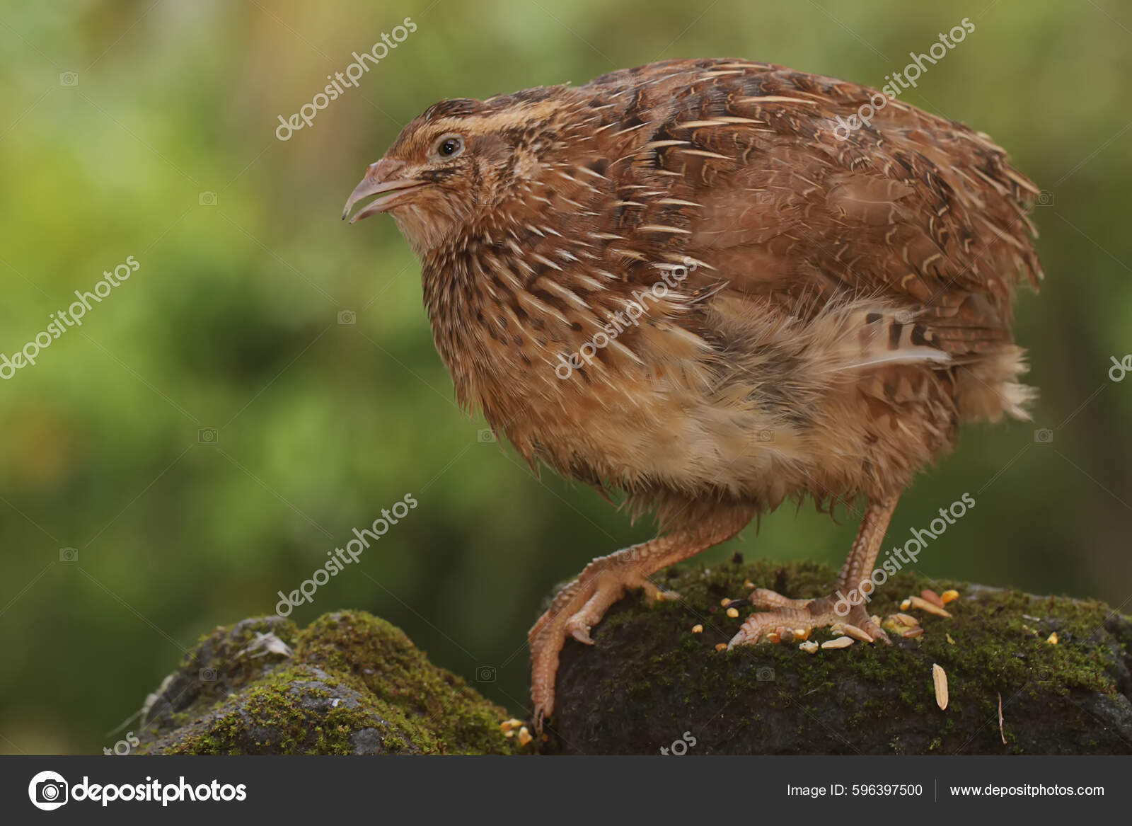 Bird House, image size:1600x1167