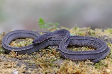A dragon snake is looking for prey on a rock overgrown with moss. This reptile has the scientific name Xenodermus javanicus.