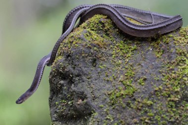 A dragon snake is looking for prey on a rock overgrown with moss. This reptile has the scientific name Xenodermus javanicus.