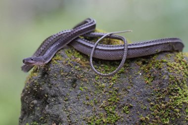 A dragon snake is looking for prey on a rock overgrown with moss. This reptile has the scientific name Xenodermus javanicus.