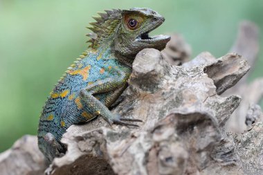 Bölgesine giren davetsiz hayvanlara saldırmaya hazır bir orman ejderhasının vücut hareketi. Bu sürüngenin bilimsel adı Gonocephalus chamaeleontinus.. 