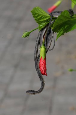 A dragon snake is looking for prey on a rock overgrown with moss. This reptile has the scientific name Xenodermus javanicus.