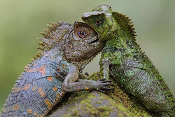 Two Forest Dragons Fighting Territory Reptile Has Scientific Name Gonocephalus — Fotografia de Stock