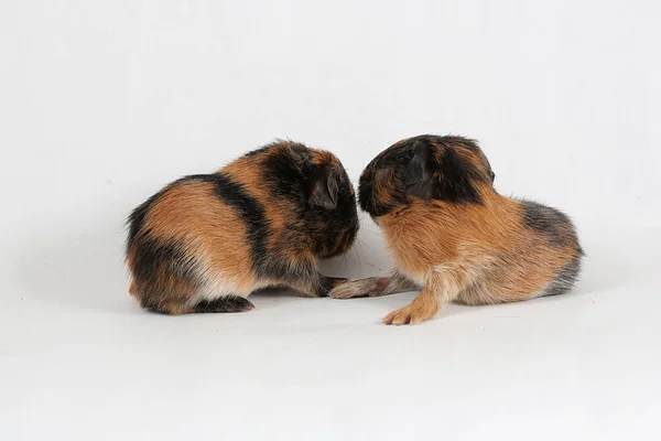 Two Cute Adorable Baby Guinea Pigs Playing Selective Focus White — ストック写真