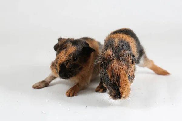 Two Cute Adorable Baby Guinea Pigs Playing Selective Focus White — ストック写真