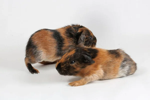 Two Cute Adorable Baby Guinea Pigs Playing Selective Focus White — ストック写真