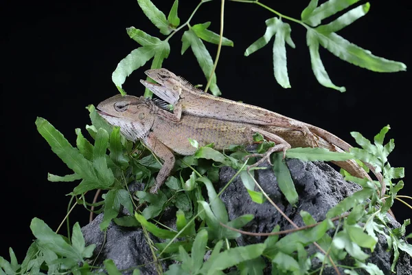 동양의 도마뱀 마리가 일광욕을 파충류에는 과학적 Calotes Versicolor — 스톡 사진