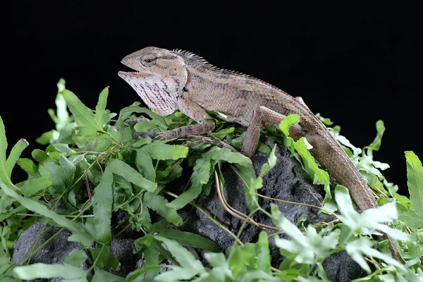 Eine Orientalische Garteneidechse Sonnt Sich Dieses Reptil Trägt Den Wissenschaftlichen — Stockfoto