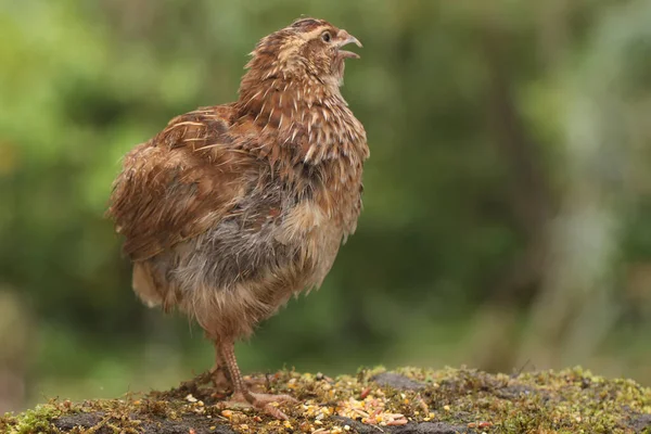 Brown Quail Foraging Rock Overgrown Moss Grain Eating Bird Has — Stockfoto