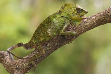 Bölgesine giren davetsiz hayvanlara saldırmaya hazır bir orman ejderhasının vücut hareketi. Bu sürüngenin bilimsel adı Gonocephalus chamaeleontinus.. 