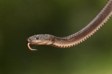 A dragon snake is looking for prey on a barbados cherry tree branch filled with fruit. This reptile has the scientific name Xenodermus javanicus.