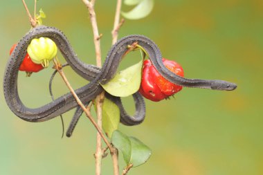 A dragon snake is looking for prey on a barbados cherry tree branch filled with fruit. This reptile has the scientific name Xenodermus javanicus.