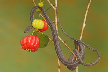 A dragon snake is looking for prey on a barbados cherry tree branch filled with fruit. This reptile has the scientific name Xenodermus javanicus.