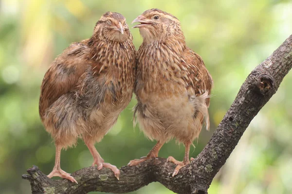 Two Brown Quails Perched Dry Tree Branch Bird Has Scientific — ストック写真
