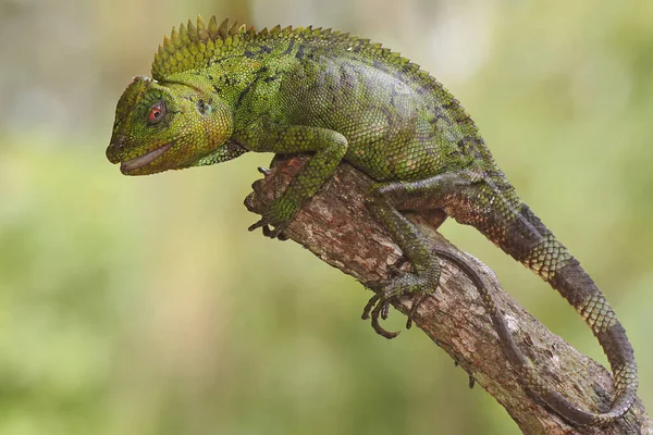 Lichaamsgebaar Van Een Bosdraak Die Klaar Indringerige Dieren Aan Vallen — Stockfoto