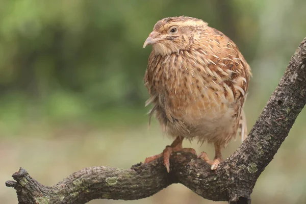 Brown Quail Foraging Dry Tree Branches Grain Eating Bird Has — Zdjęcie stockowe