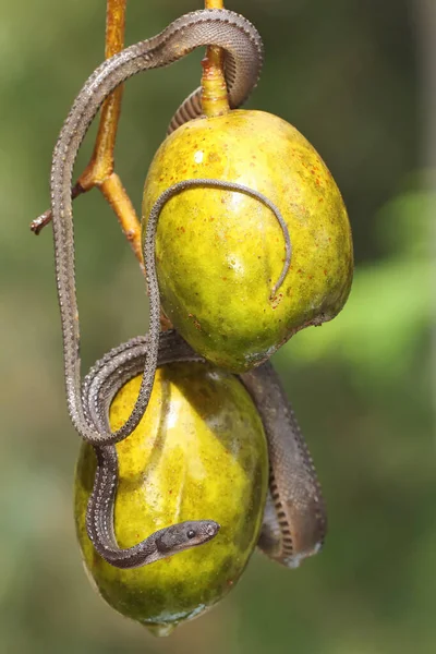 A dragon snake is looking for prey on a branch of an ambarella tree filled with fruit. This reptile has the scientific name Xenodermus javanicus.
