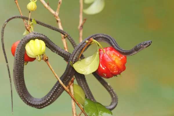 Dragon Snake Looking Prey Barbados Cherry Tree Branch Filled Fruit — 스톡 사진