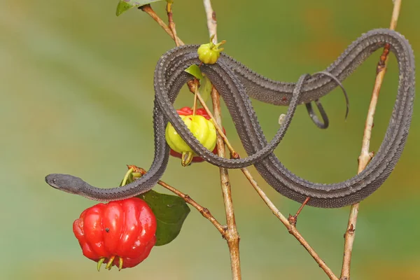 A dragon snake is looking for prey on a barbados cherry tree branch filled with fruit. This reptile has the scientific name Xenodermus javanicus.
