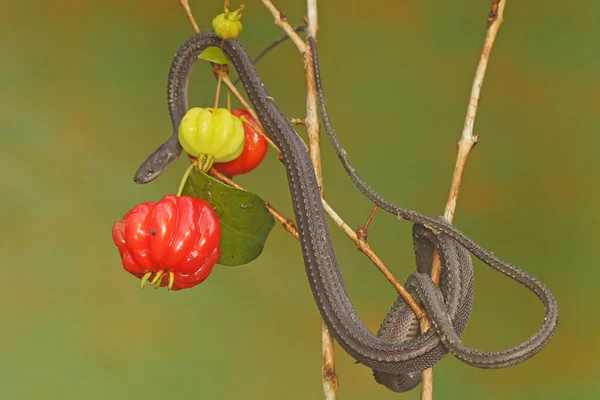 Dragon Snake Looking Prey Barbados Cherry Tree Branch Filled Fruit — Stockfoto