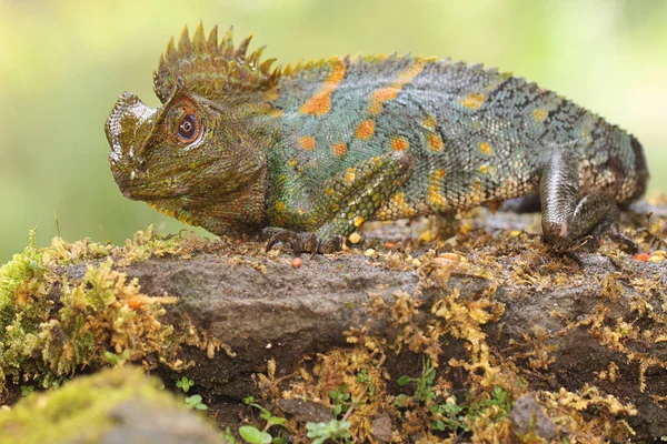 Body Gesture Forest Dragon Who Ready Attack Intruding Animals Enter — Fotografia de Stock