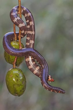 A common pipe snake is looking for prey on the branches of an ambarella tree covered with fruit. This snake whose tail resembles the head has the scientific name Cylindrophis ruffus.