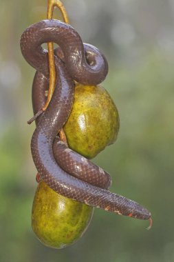 A common pipe snake is looking for prey on the branches of an ambarella tree covered with fruit. This snake whose tail resembles the head has the scientific name Cylindrophis ruffus.