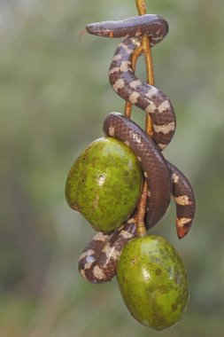 A common pipe snake is looking for prey on the branches of an ambarella tree covered with fruit. This snake whose tail resembles the head has the scientific name Cylindrophis ruffus.
