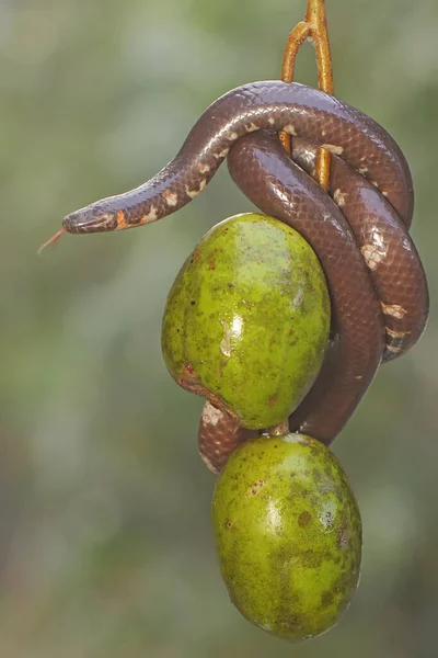 Common Pipe Snake Looking Prey Branches Ambarella Tree Covered Fruit —  Fotos de Stock