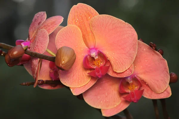 Beleza Uma Orquídea Traça Plena Floração Esta Bela Flor Tem — Fotografia de Stock