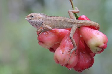 Doğulu bir bahçe kertenkelesi güneşleniyor. Bu sürüngenin bilimsel adı Calotes versicolor. 