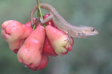 Doğulu bir bahçe kertenkelesi güneşleniyor. Bu sürüngenin bilimsel adı Calotes versicolor. 