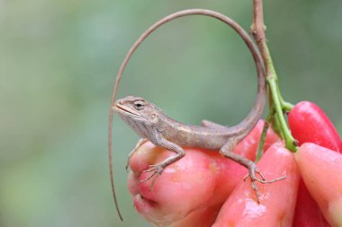 Doğulu bir bahçe kertenkelesi güneşleniyor. Bu sürüngenin bilimsel adı Calotes versicolor. 