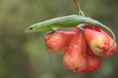 Bir Zümrüt Ağacı Kayması (Lamprolepis smaragdina) günlük aktivitelerine başlamadan önce güneşleniyor.