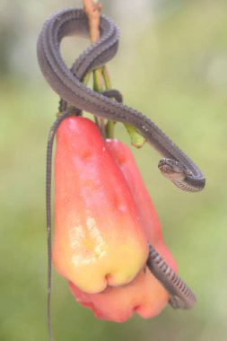 A dragon snake is looking for prey on a branch of a waterapple tree filled with fruit. This reptile has the scientific name Xenodermus javanicus.
