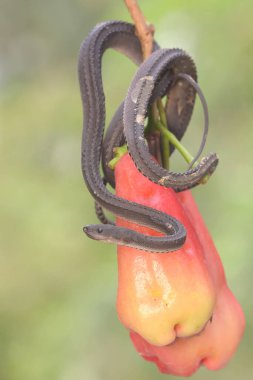 A dragon snake is looking for prey on a branch of a waterapple tree filled with fruit. This reptile has the scientific name Xenodermus javanicus.